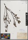Foto von Salix phylicifolia L.